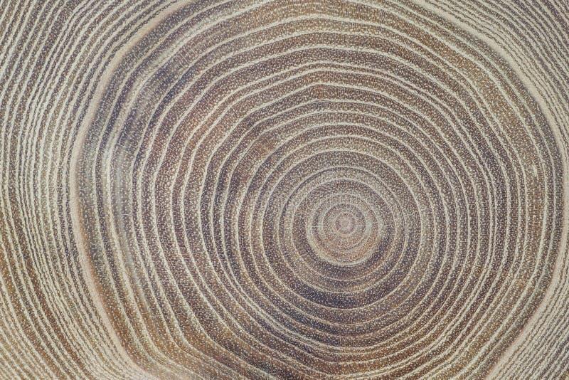 Détail d'une coupe transversale de bois d'acacia montrant les anneaux de croissance concentriques et les rayons médullaires.