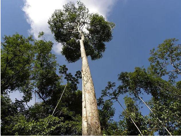 Arbre d'amarante majestueux s'élevant vers le ciel dans une forêt tropicale, source du bois précieux utilisé pour la création de bijoux spirituels