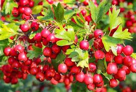 Photographie en gros plan d'une branche d'aubépine ornée de grappes denses de baies rouges mûres et de feuilles vertes ciselées sous un ciel bleu clair, illustrant la générosité et la protection de cet arbre mystique.