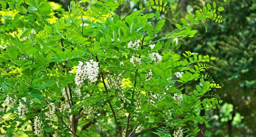 Grappes de fleurs blanches odorantes et feuilles pennées d'un robinier faux-acacia en plein été.