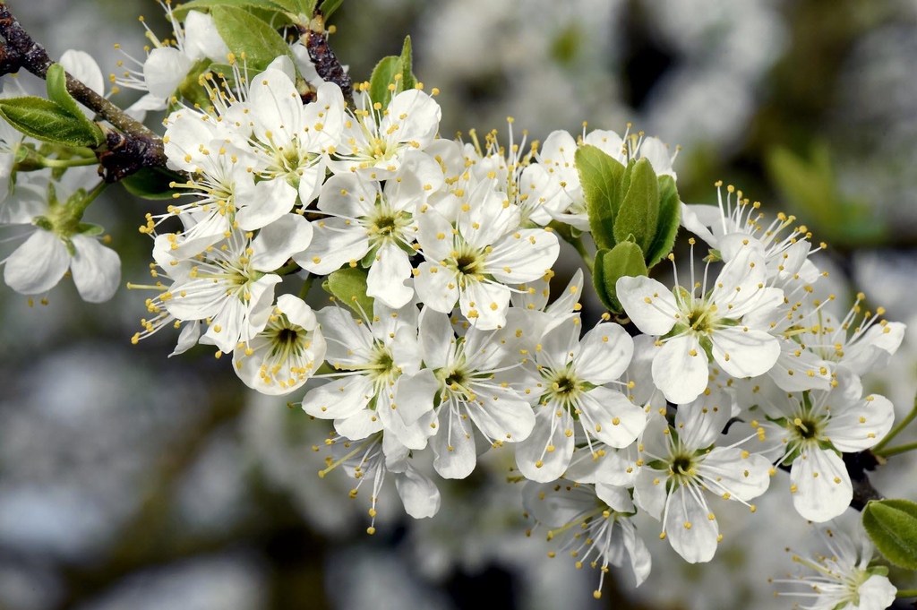 Gros plan sur des fleurs de mirabellier blanches et délicates en pleine floraison printanière dans un verger du Saintois.
