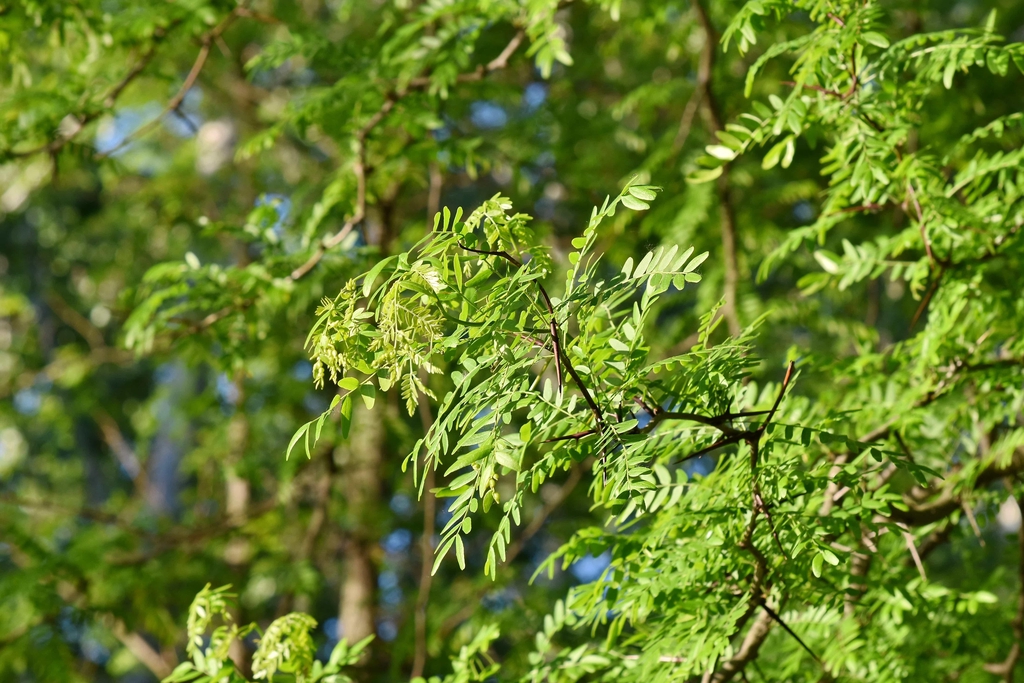 Gros plan sur les jeunes feuilles légères et les épines caractéristiques d'une branche de robinier faux-acacia sous la lumière du soleil.