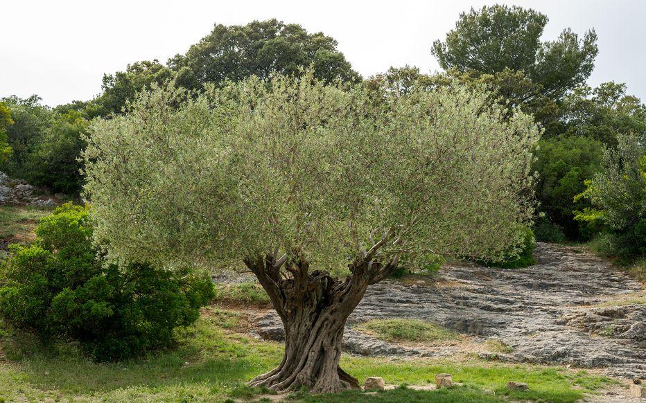 Un olivier majestueux au tronc noueux et puissant, symbole d'immortalité et de résilience dans un paysage méditerranéen.