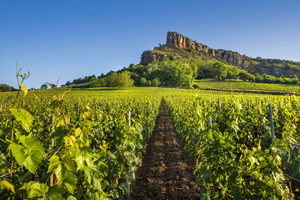 Vignoble de Bourgogne au pied de la Roche de Solutré, terre d'origine des ceps de vigne récupérés et façonnés par JE 2 SEVES.