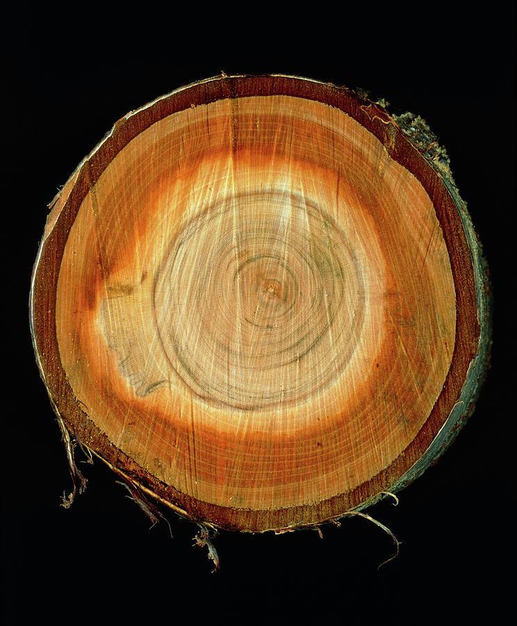 Tranche de bois de cerisier brut avant tournage par JE 2 SEVES en Lorraine