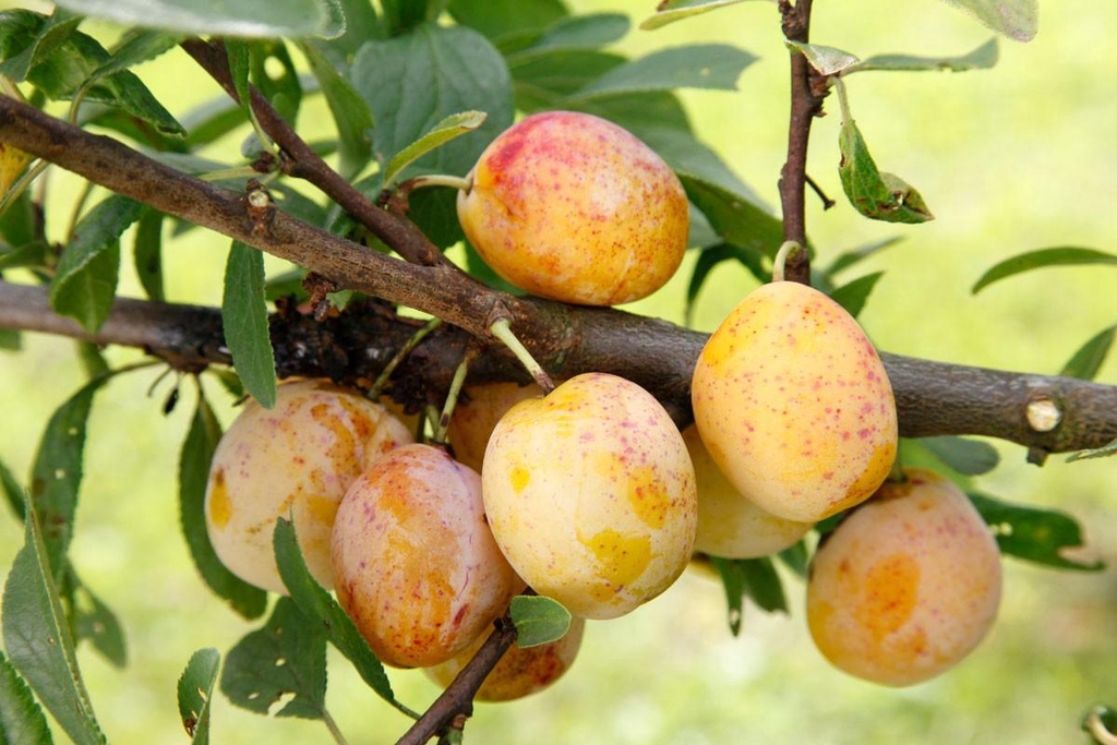 Gros plan sur une grappe de mirabelles dorées et mûres, prêtes pour la récolte dans un verger du Saintois.