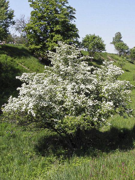 Arbuste d'aubépine sauvage en pleine floraison printanière, couvert de petites fleurs blanches denses sur une colline verdoyante.