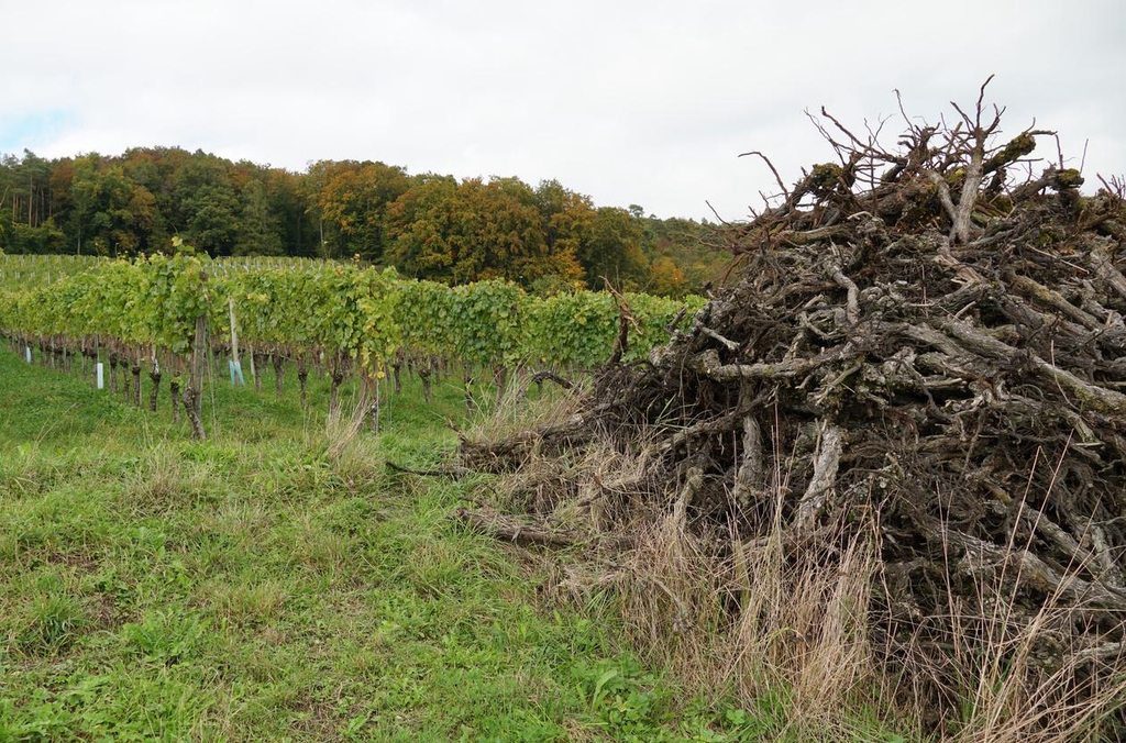 Paysage de vignobles en Bourgogne, terre d'origine de l'artisan JE 2 SEVES et source des ceps de vigne récupérés pour une seconde vie.