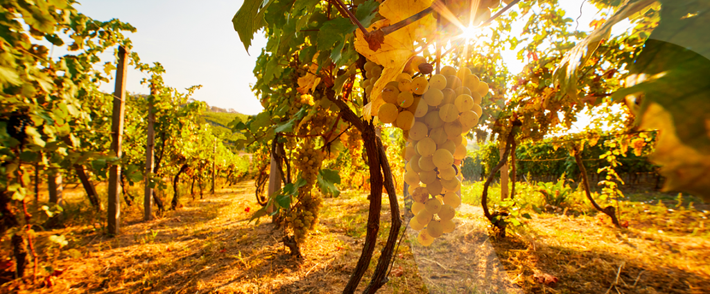 Grappe de raisin dorée par le soleil dans un vignoble de Bourgogne, illustrant l'origine du bois de vigne récupéré par JE 2 SEVES pour ses créations upcyclées.