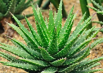 banner_image