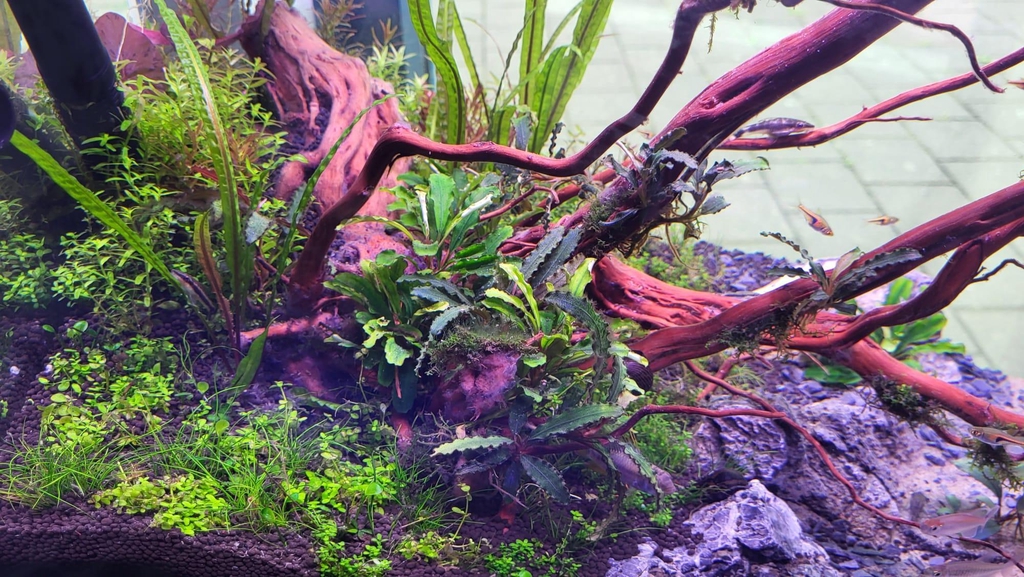 Aquaplants Direct