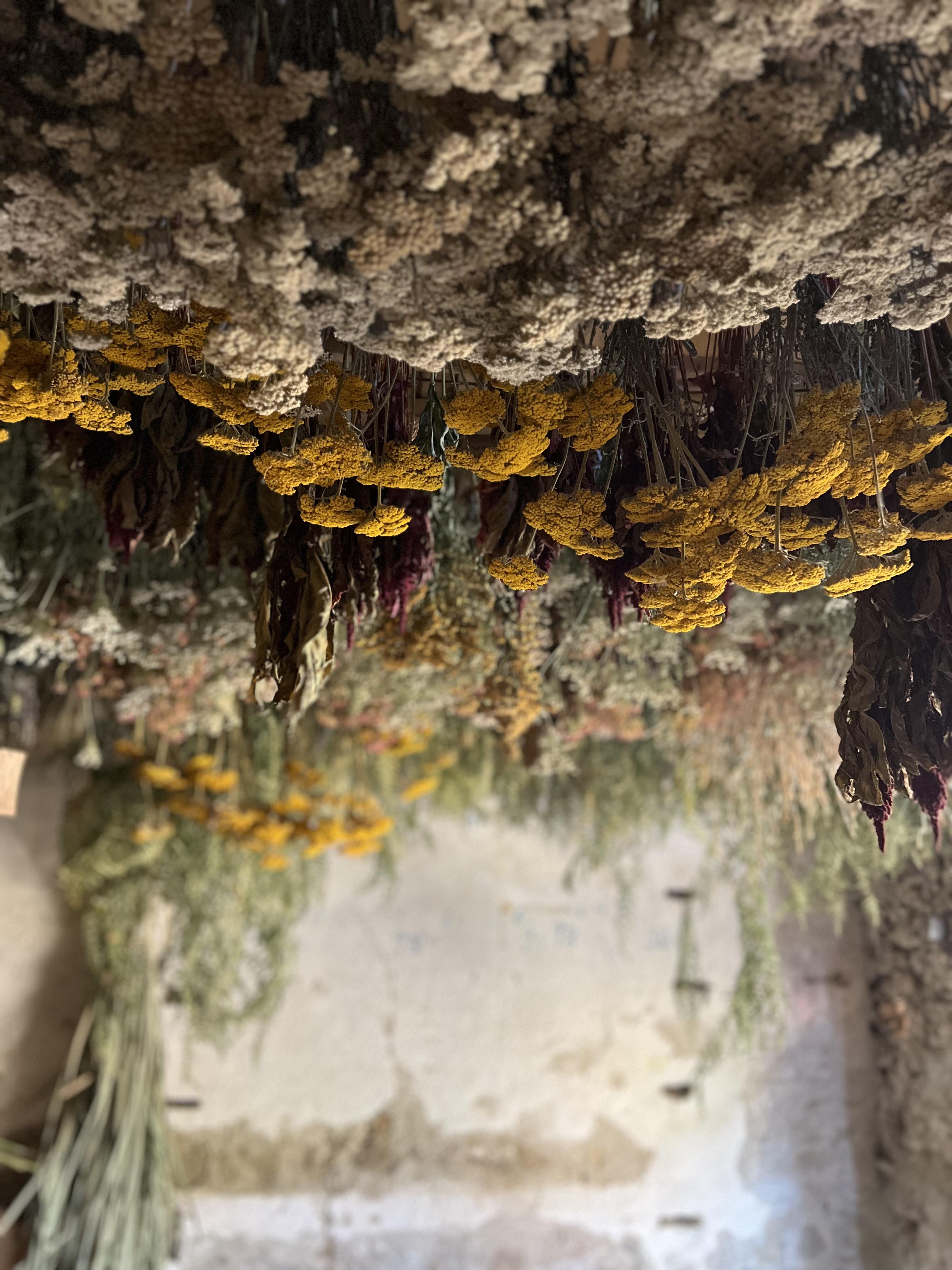 des fleurs sauvages que Brins de melisse utilise dans ses créations artisanales