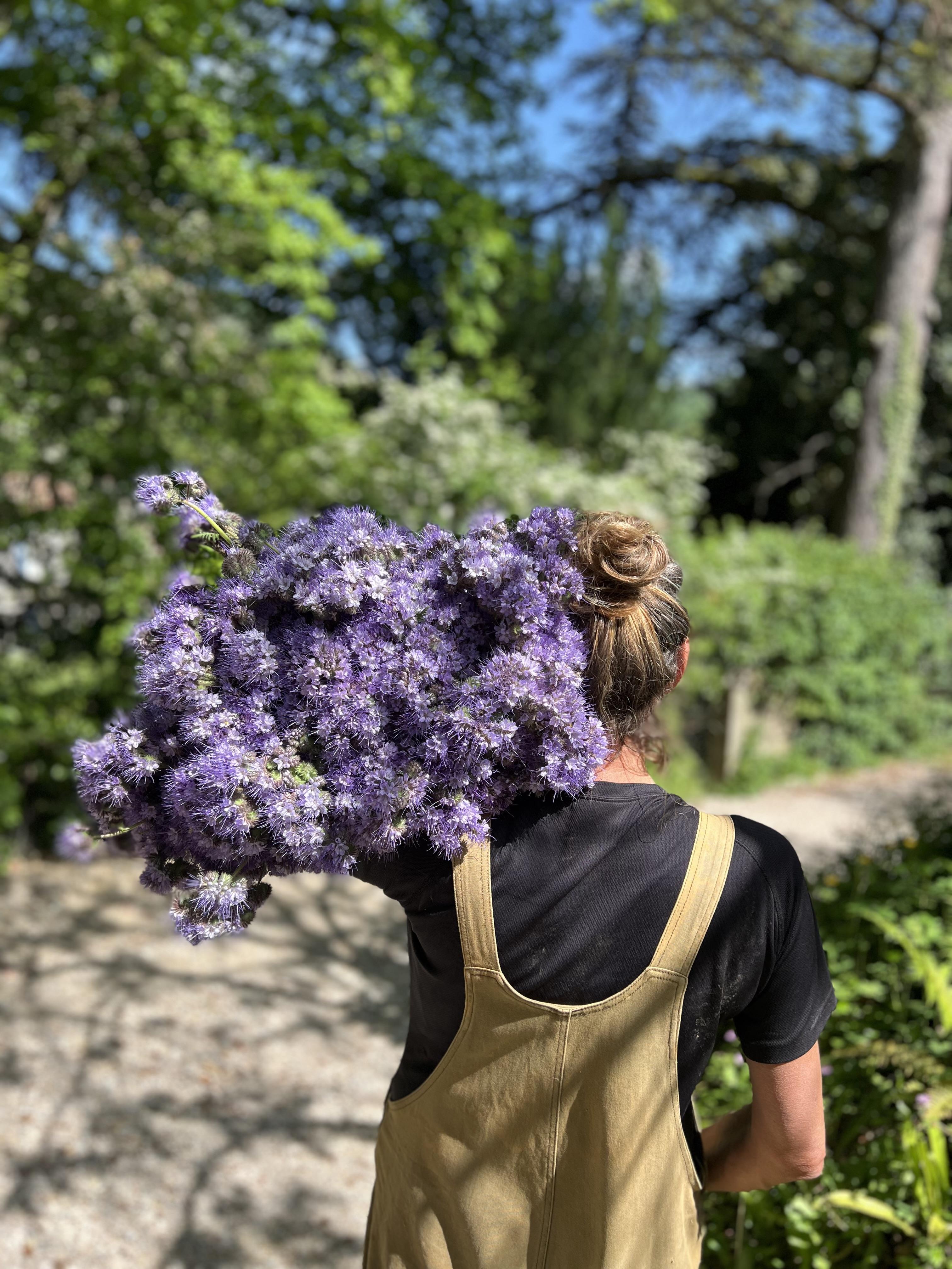 les fleurs cueillies par Brins de Mélisse