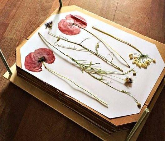 Brins de Mélisse et le début de sa passion pour les fleurs sauvages et les fleurs pressées et séchées.