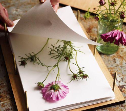 Dans son Atelier, Brins de mélisse utilise une presse pour le séchage des fleurs.