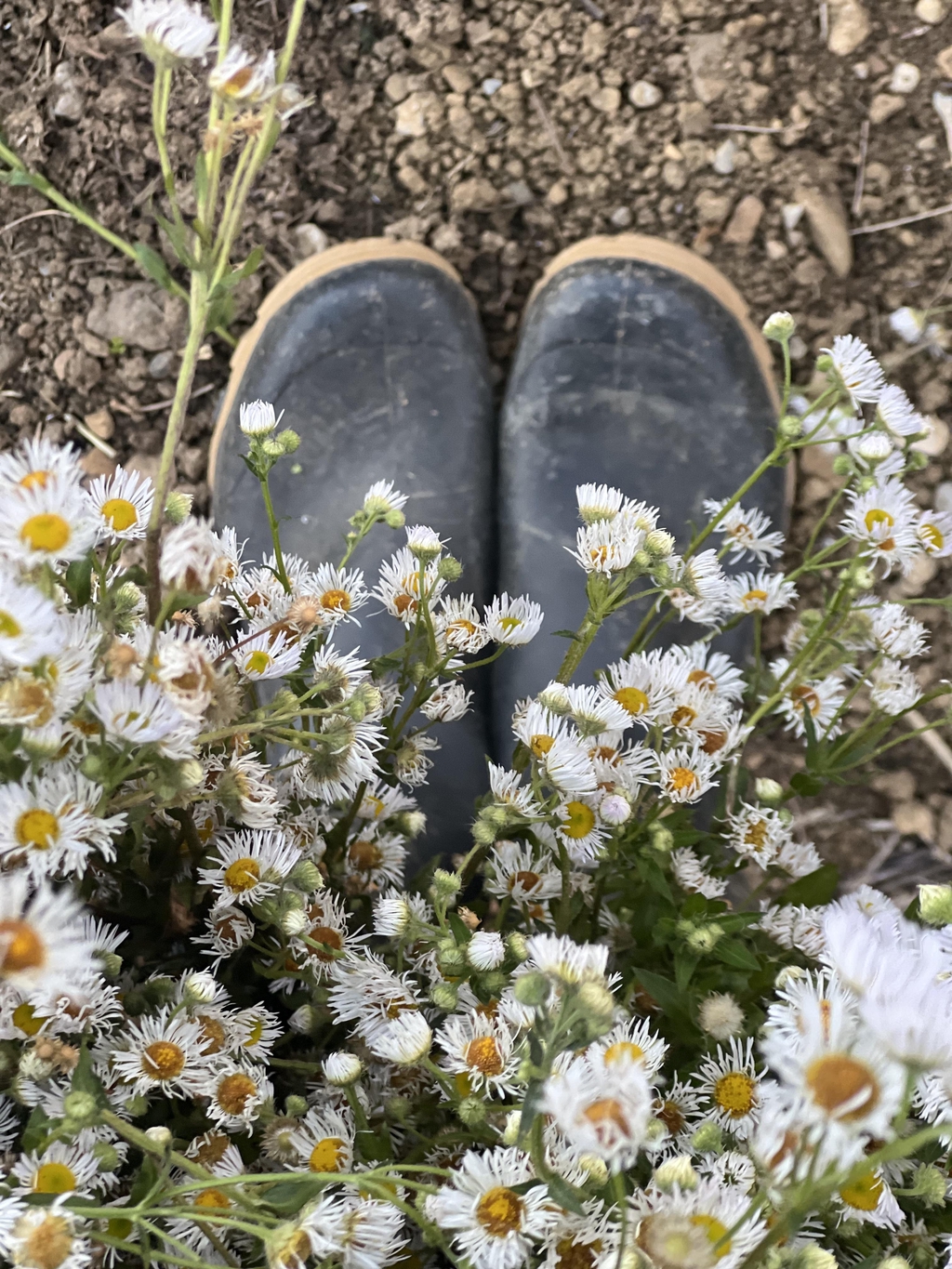 le jardin de Brins de Mélisse sera un jardin ouvert aux visites