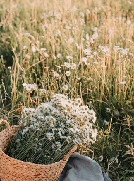 cueillette de marguerites 