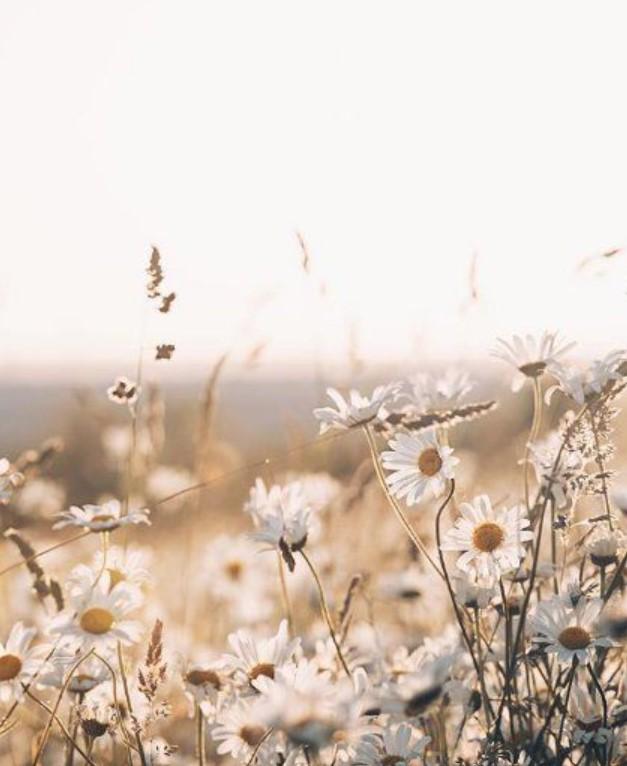 des fleurs sauvages que Brins de melisse utilise dans ses créations artisanales