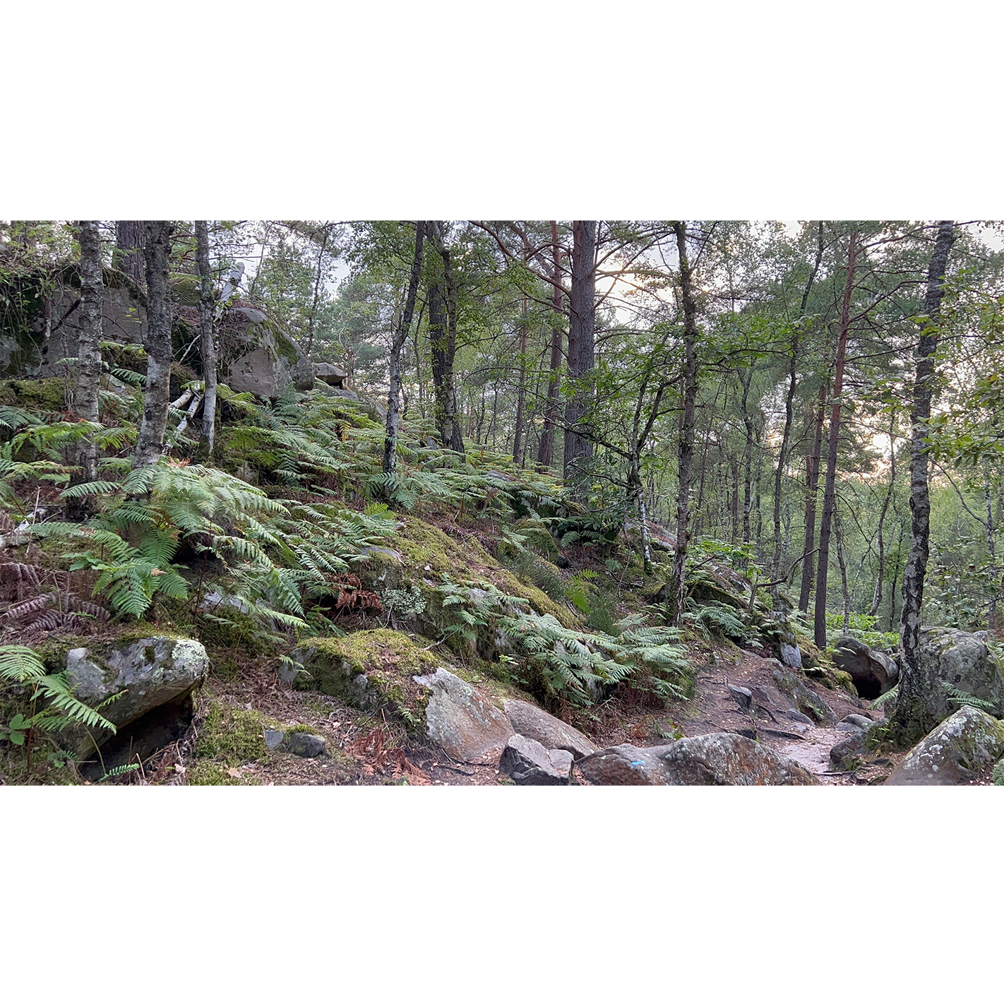 Section image