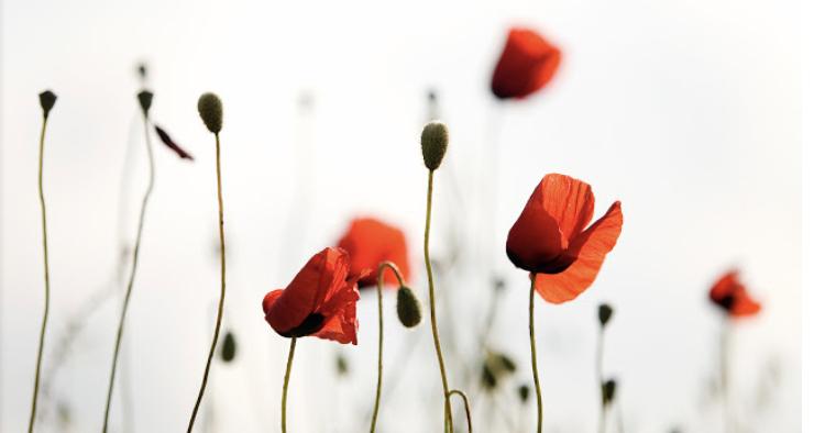 InSuMa - NLP AudioScripts, NLP Coaching - Interventies & Time Line Therapy®, Hypno.Terra.Fie, Workshops - De kracht van NLP