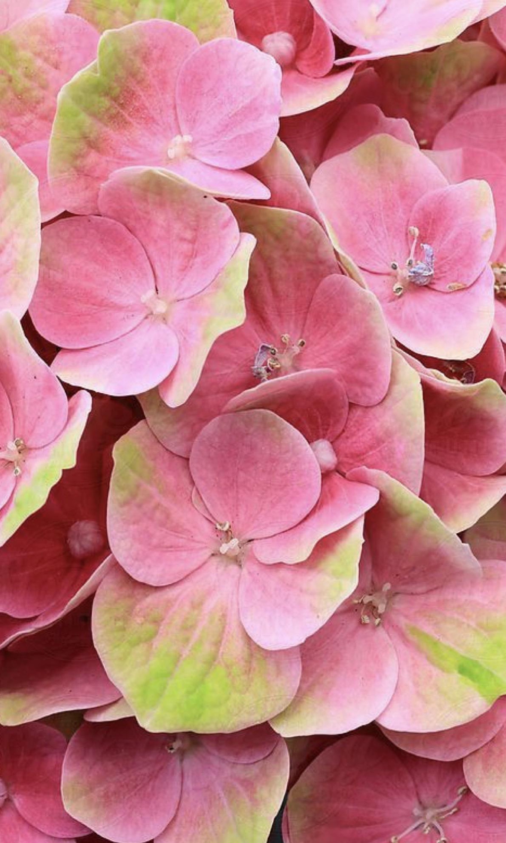 Funeral & Sympathy Flowers