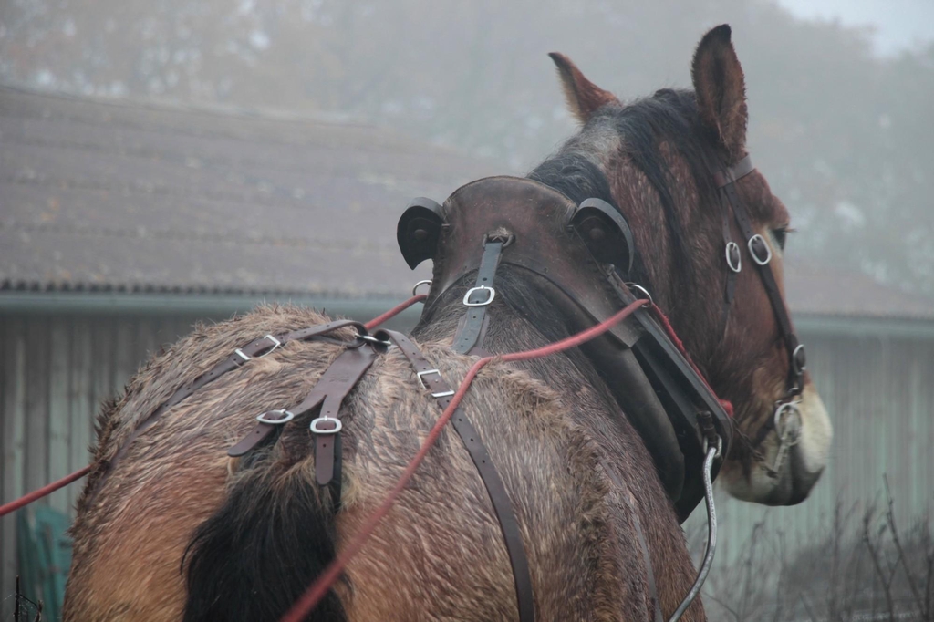 banner_image