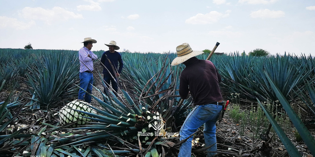 Découvrez l’agave autrement !
