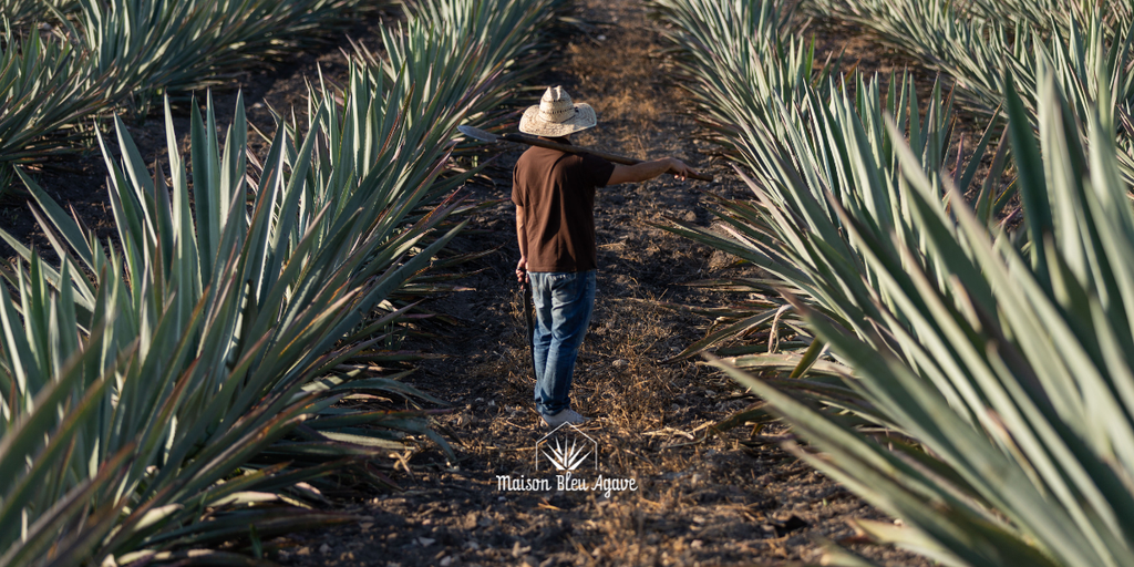 Découvrez l’agave autrement !