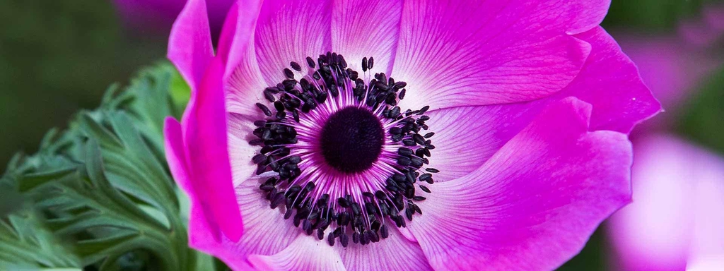 banner_image