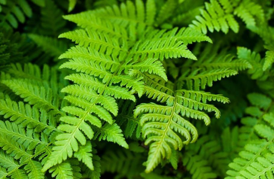 banner_image