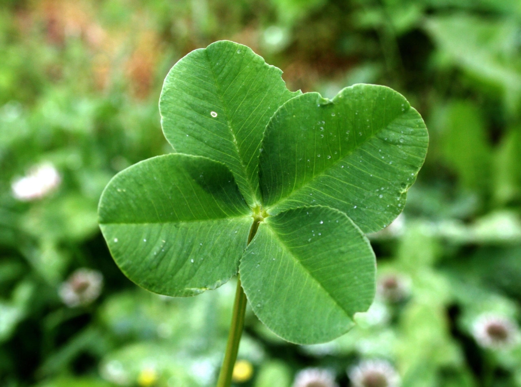 banner_image