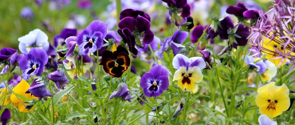 banner_image