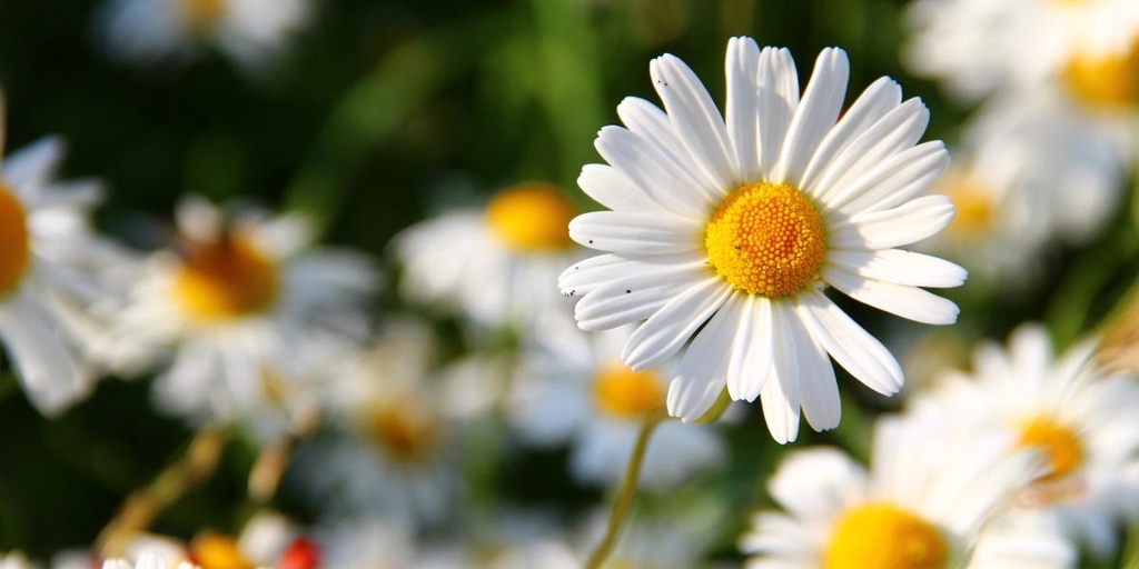 banner_image