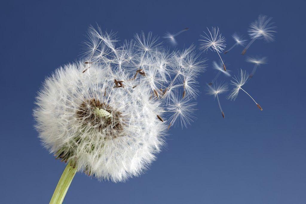 banner_image