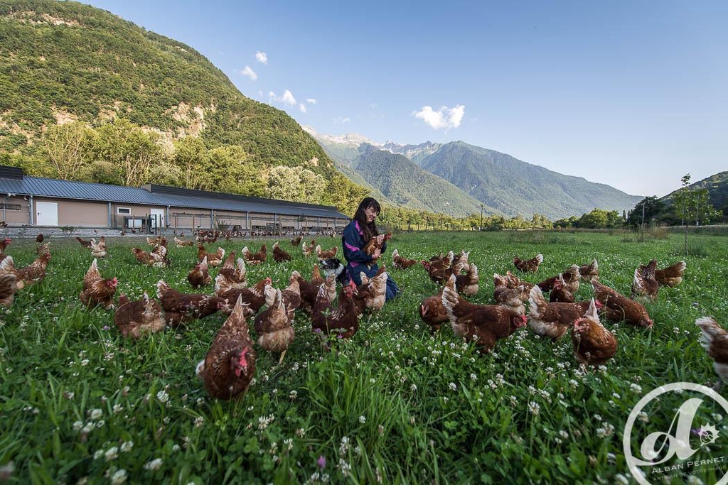POULES PONDEUSES SAVOIE POULES DE REFORME ACHETER UNE POULE PLEIN AIR ADOPTER UNE POULE PONDEUSE CHAMBERY ALBERTVILLE AIGUEBELLE