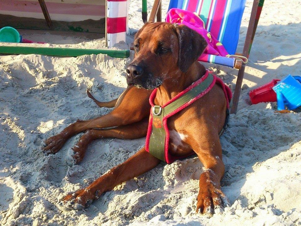 Urlaub ab März 2026 auch mit Hund !