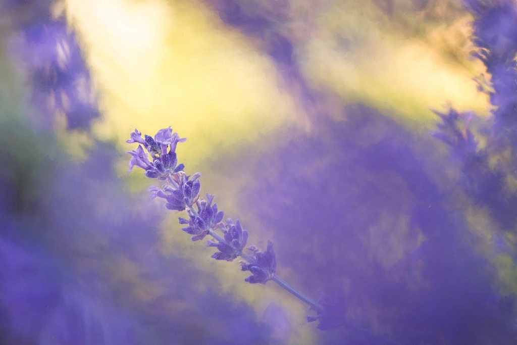 banner_image