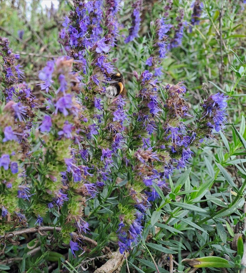 Philosophie du Jardin d'Armandine