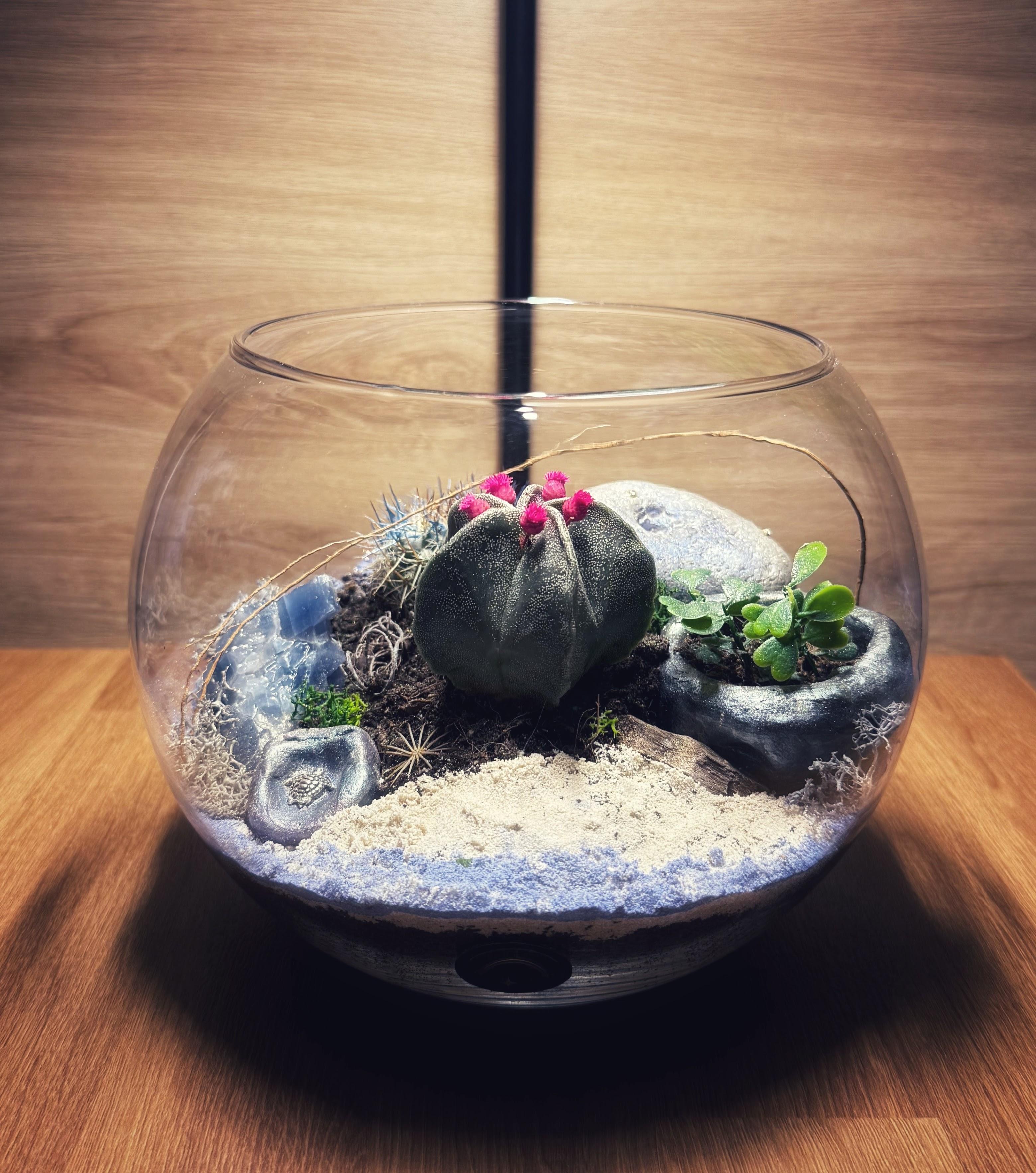 Bowo Deluxe Kenya - Terrarium féerique poétique.