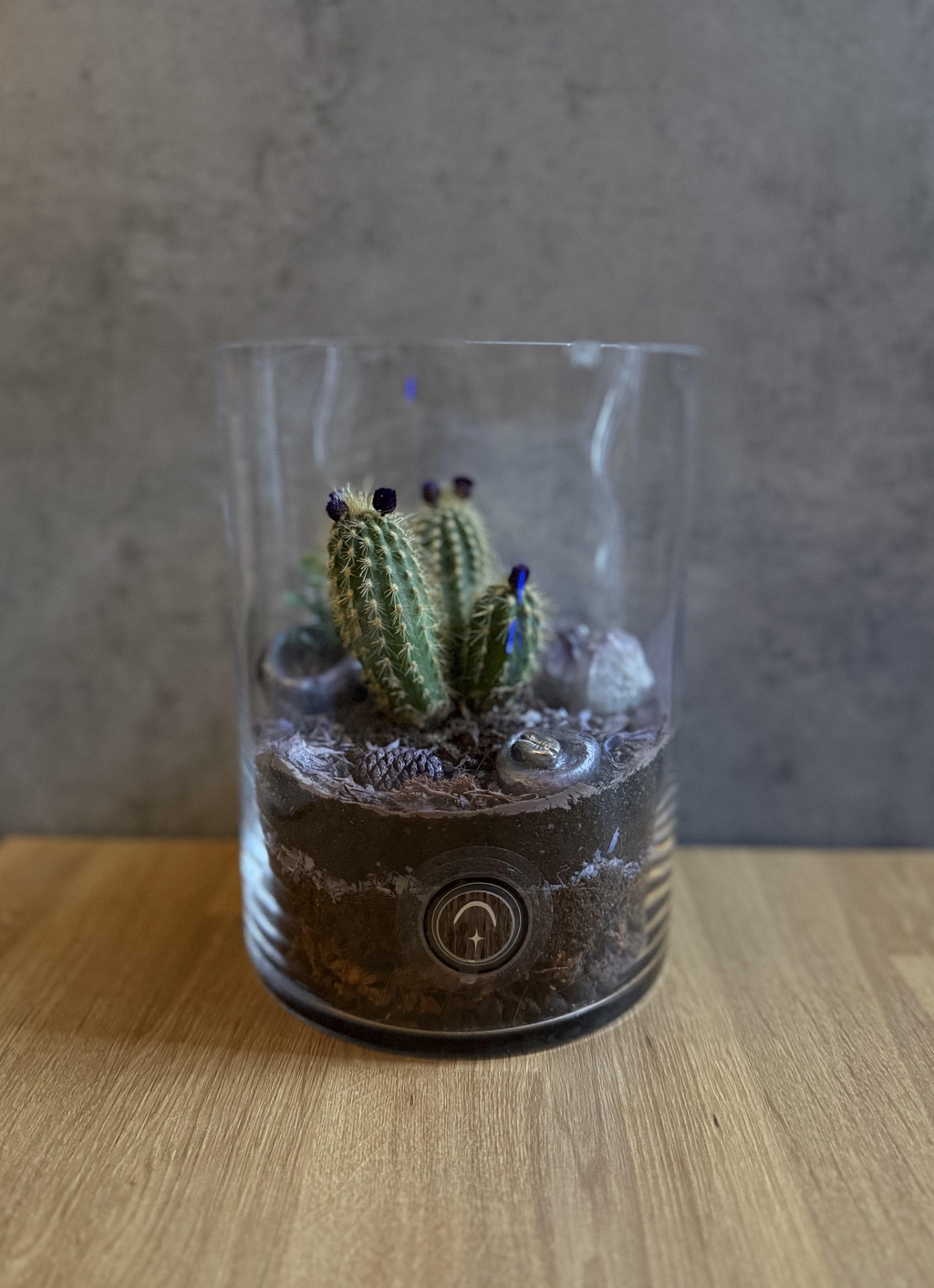 Aynin présente Bowo - Les Terrariums Art Déco Méditation Nature et Bien-être.