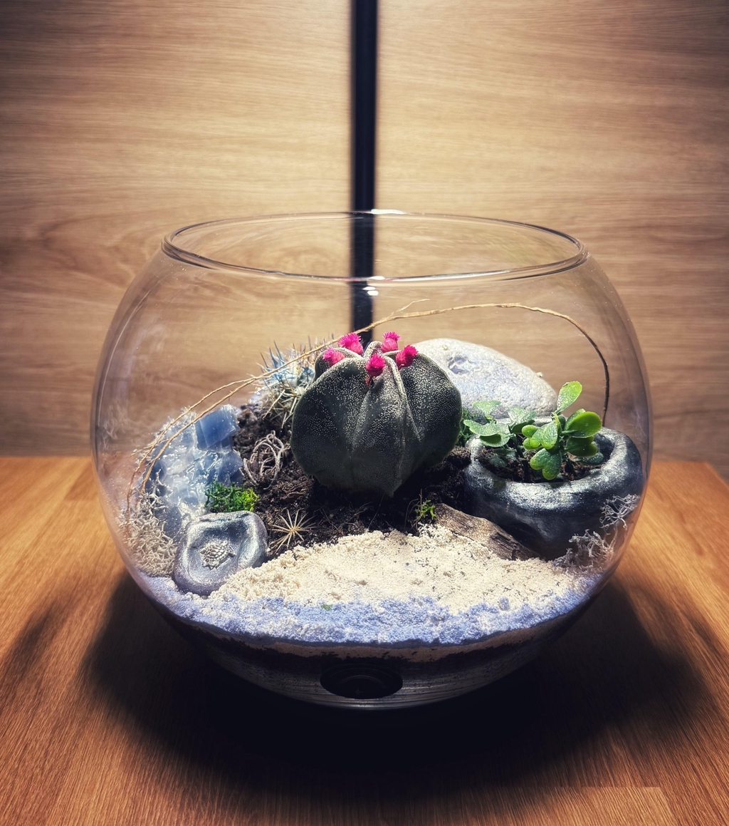 Bowo Deluxe Kenya - Terrarium féerique poétique.