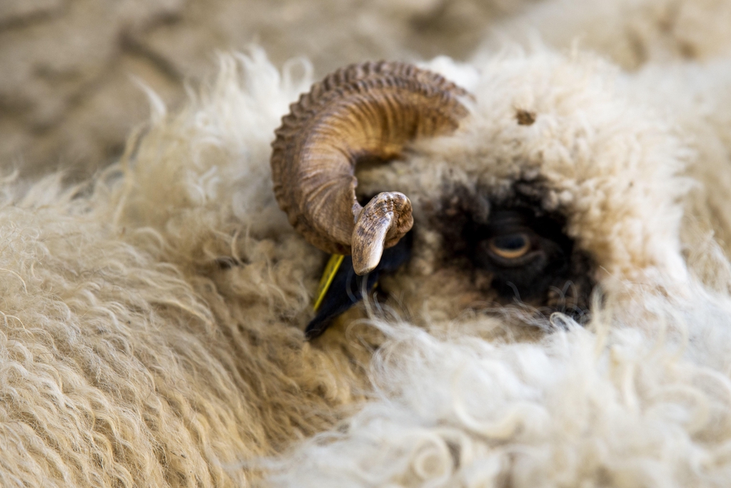 Nappes, toisons, objets en feutre, la laine de Thônes et Marthod sous toutes ses coutures...