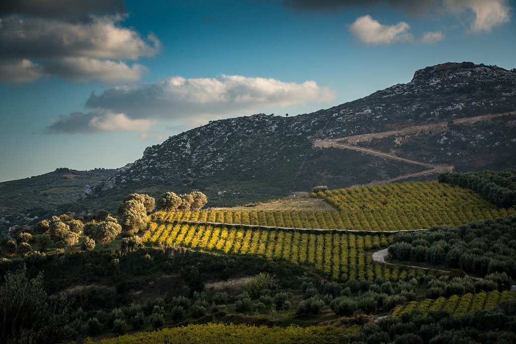 vigneti e paesaggio naturale nomades wines 