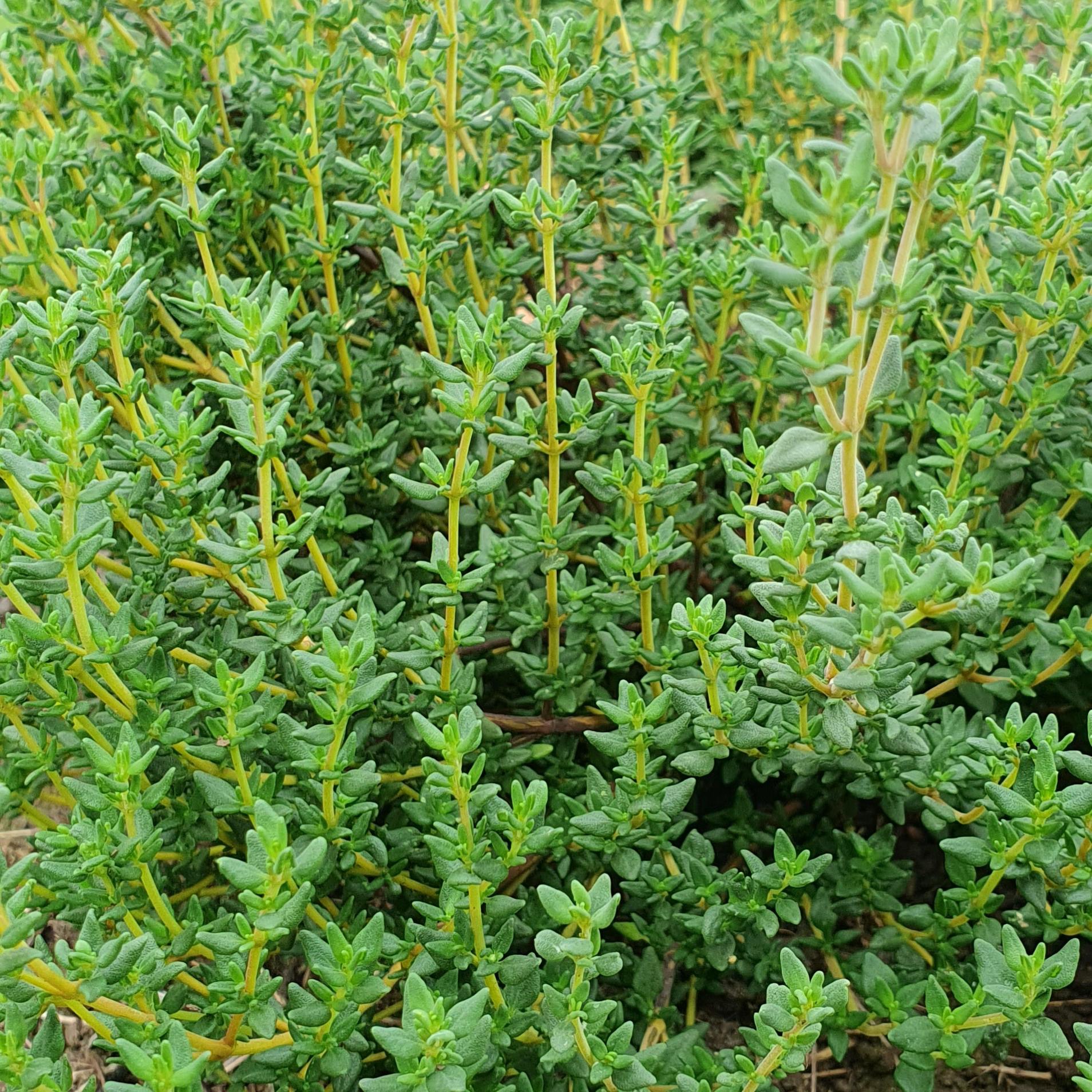 Le thym commun est utilisé en infusion depuis des siècles pour le confort respiratoire et digestif. Découvrez ses bienfaits traditionnels et ses propriétés validées par la science (EMA, ESCOP, ANSES).