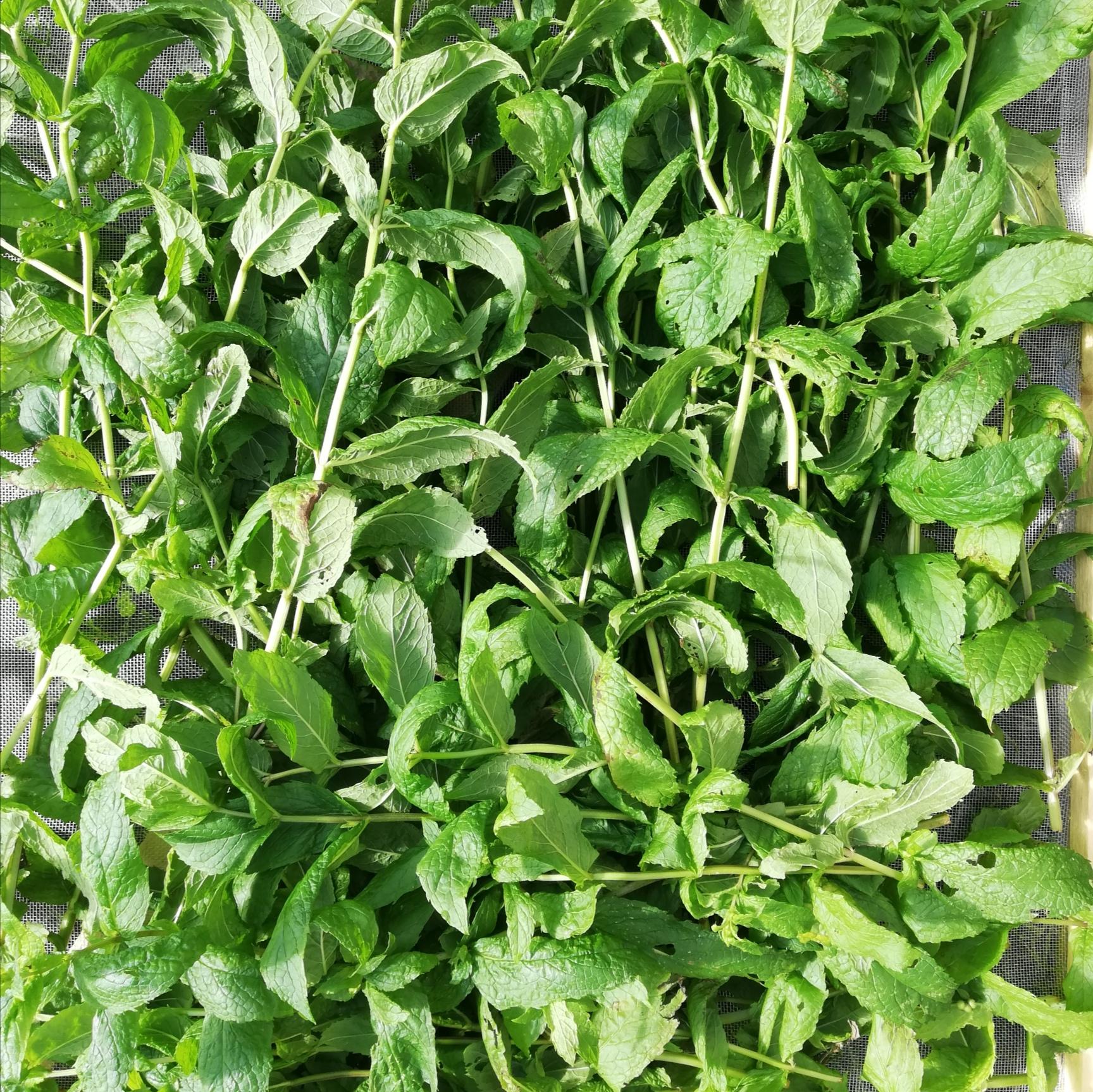 Appréciée pour son goût frais et ses vertus digestives, la menthe marocaine (Mentha spicata) est une alliée bien-être en infusion. Reconnue en phytothérapie pour ses propriétés apaisantes et carminatives, elle est référencée dans diverses sources officielles (EMA, ESCOP, VIDAL).