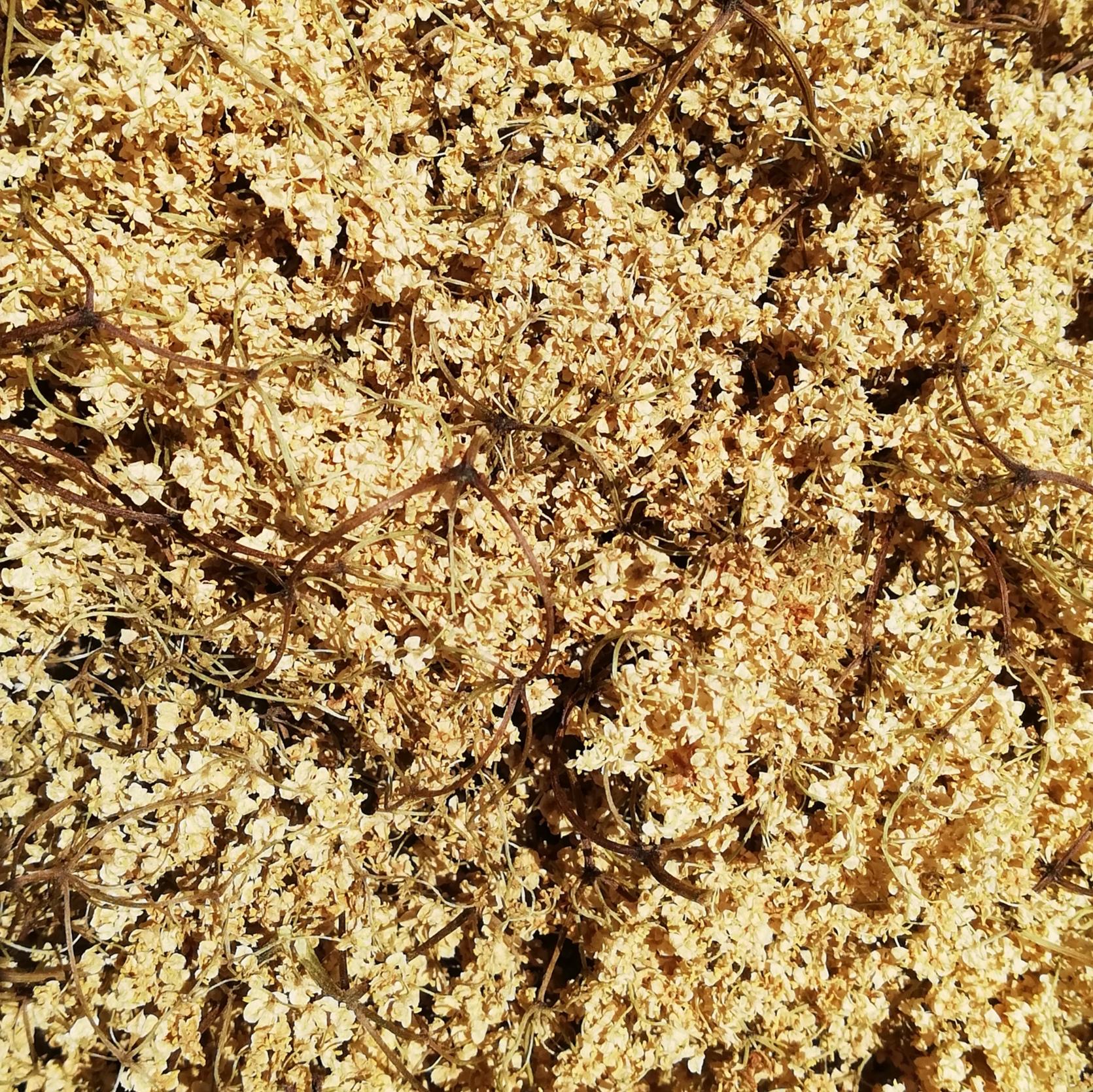 Découvrez les bienfaits de l’infusion de fleur de sureau (Sambucus nigra) : soutien immunitaire, action expectorante et drainage des toxines. Usages traditionnels, précautions et contre-indications détaillées.