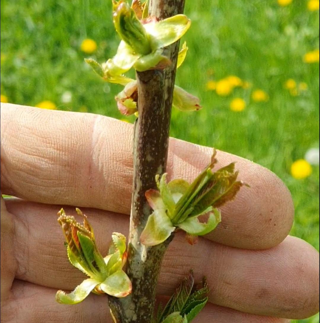 Découvrez les plants et semences cultivés sur la ferme, de la plante à l'arbre.