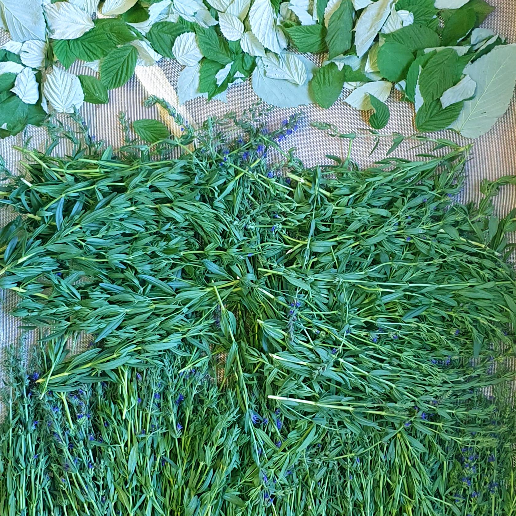 Une claie en inox alimentaire pour sécher vos plantes médicinales