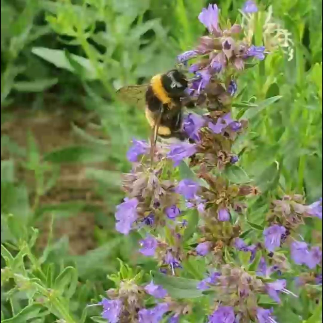 Hysope Officinale en fleur, plante médicinale aux propriétés digestives et respiratoires