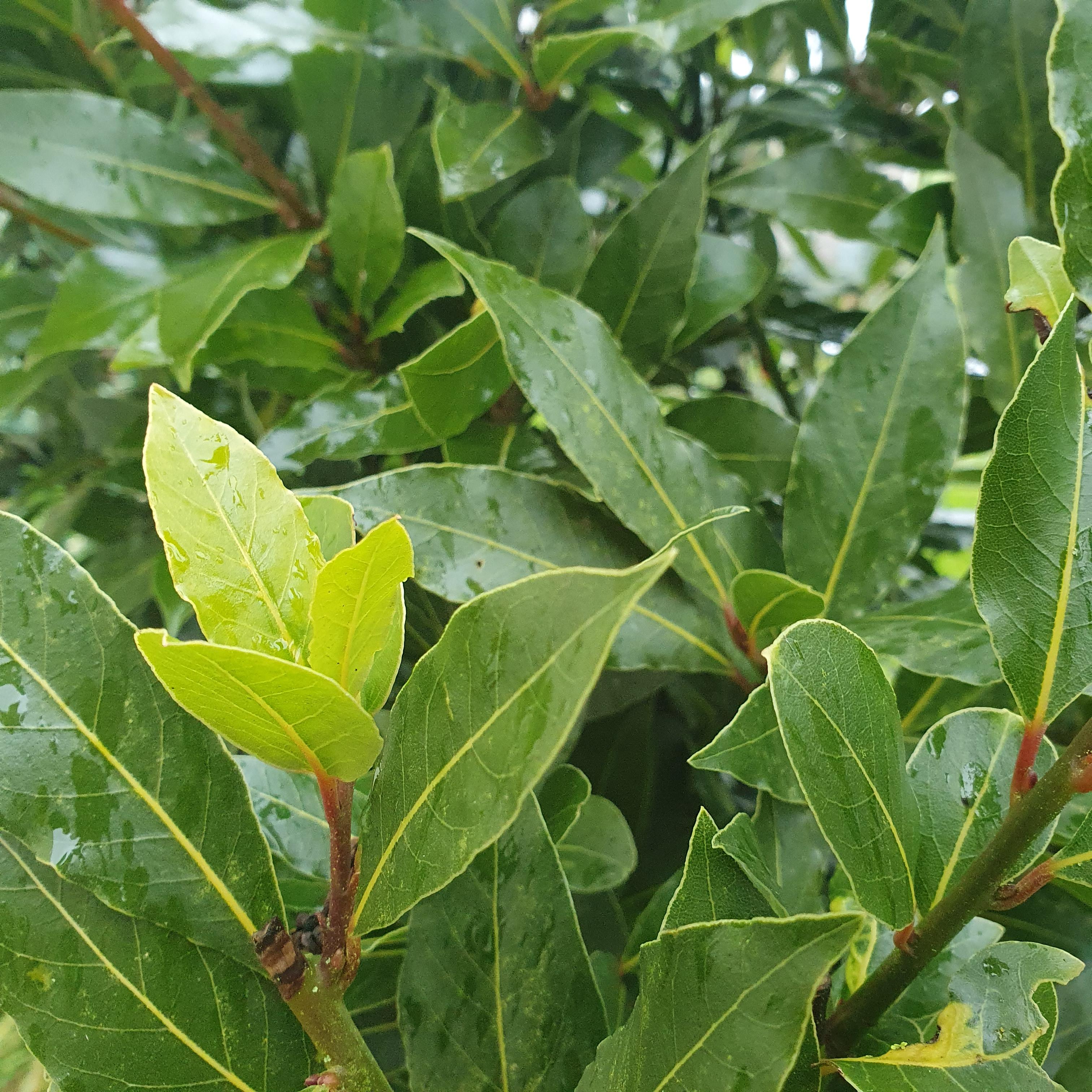 Découvrez les bienfaits du laurier sauce (Laurus nobilis) en infusion : soutien digestif, action antispasmodique et propriétés expectorantes. Idéal pour apaiser ballonnements et voies respiratoires.